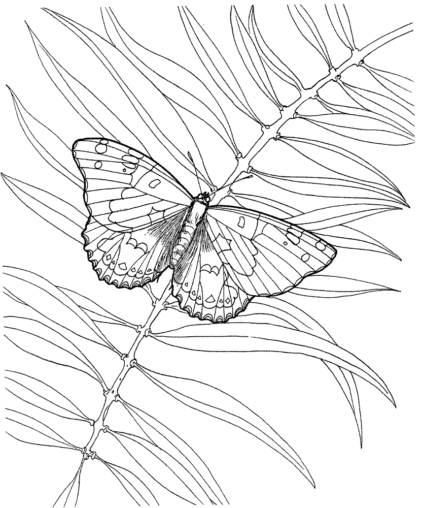 Desenho de Insetos para colorir e imprimir: número 18