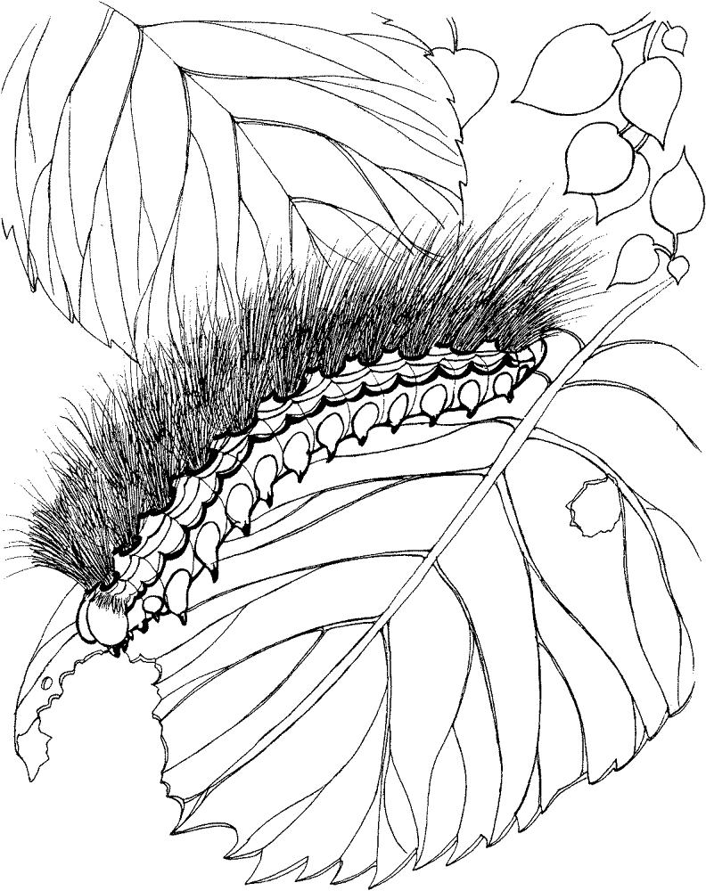Desenho de Insetos para colorir e imprimir: número 22