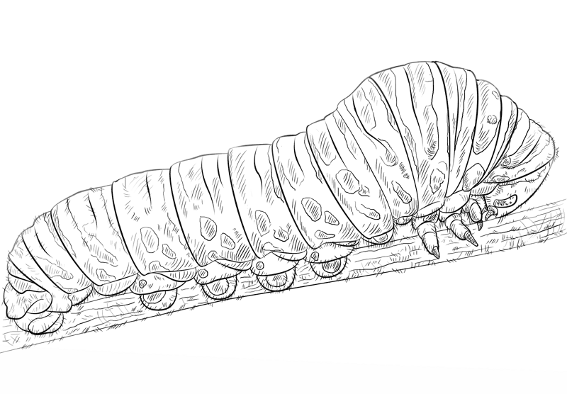 Desenho de Insetos para colorir e imprimir: número 24