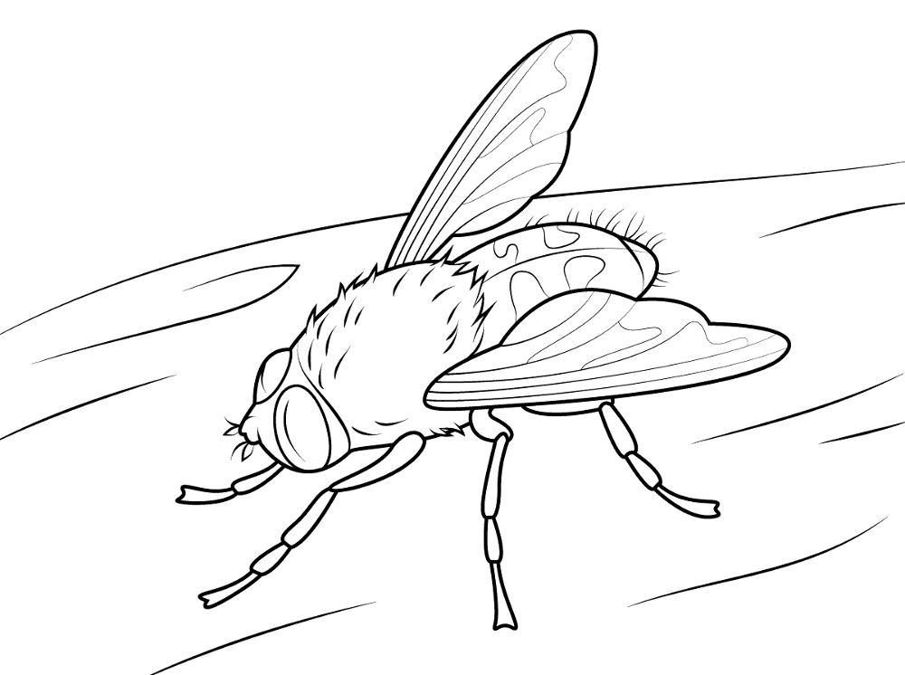 Desenho de Insetos para colorir e imprimir: número 25
