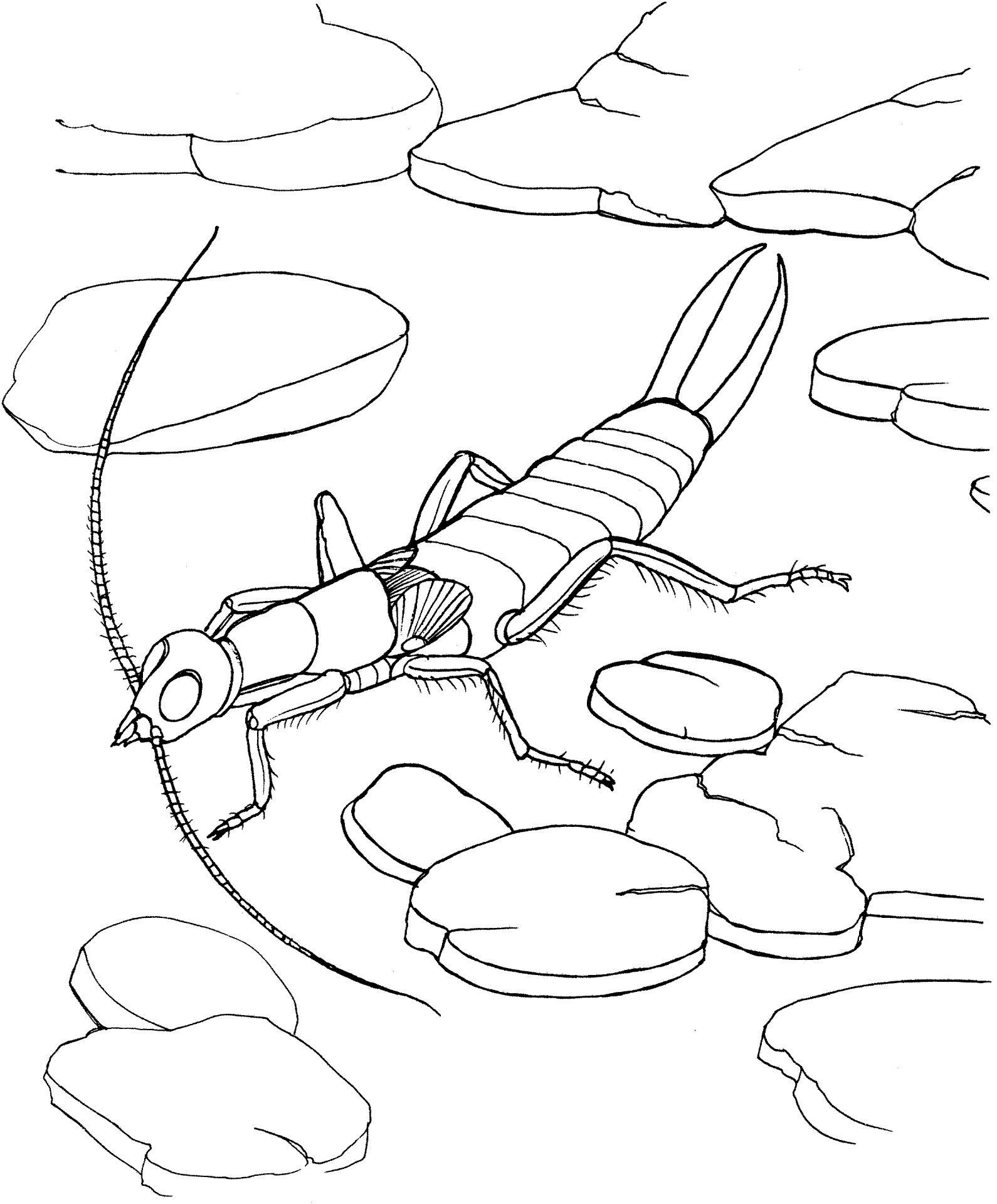 Desenho de Insetos para colorir e imprimir: número 31
