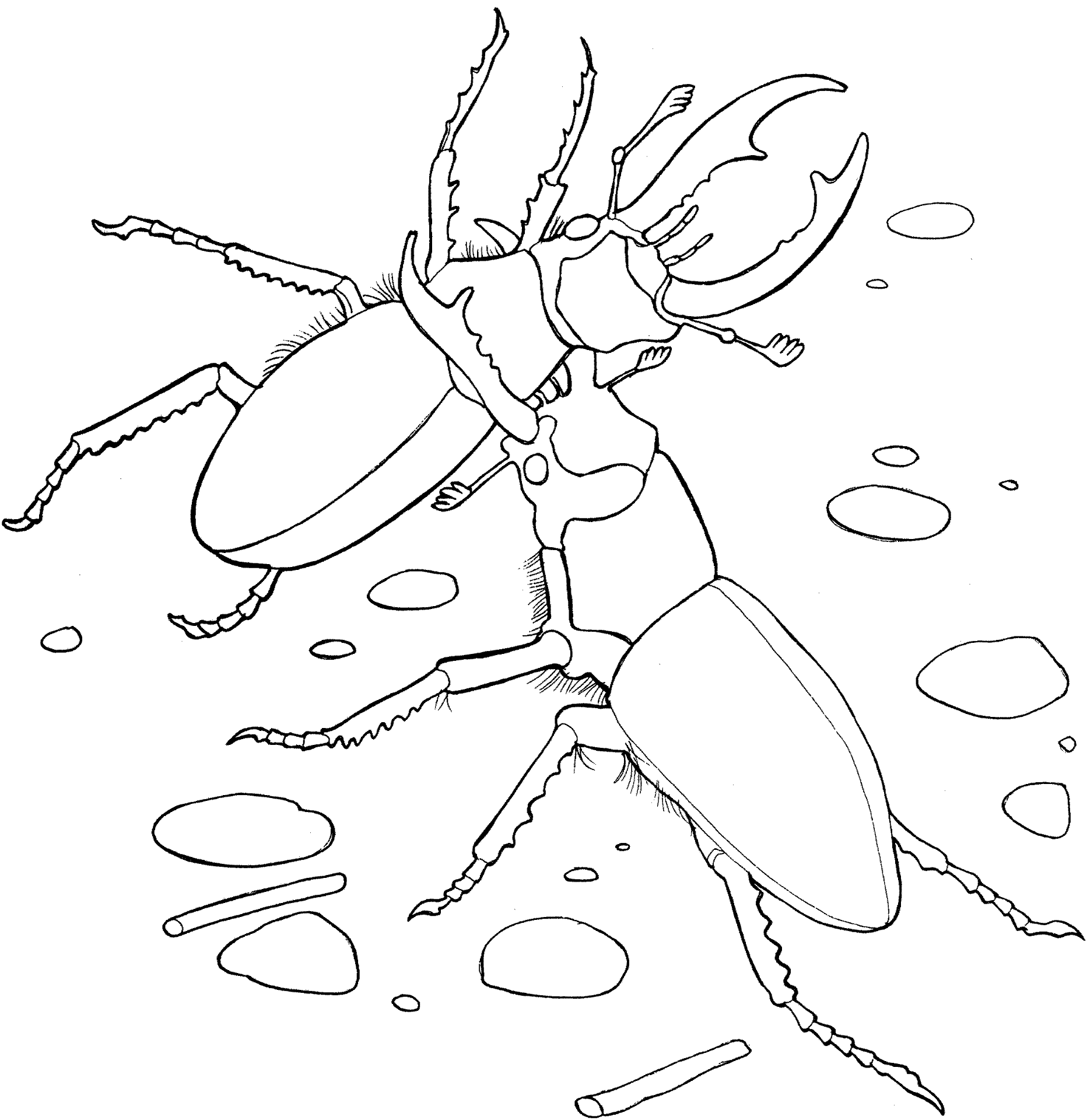 Desenho de Insetos para colorir e imprimir: número 32