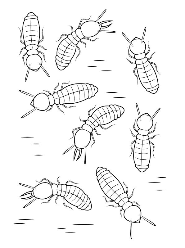 Desenho de Insetos para colorir e imprimir: número 38
