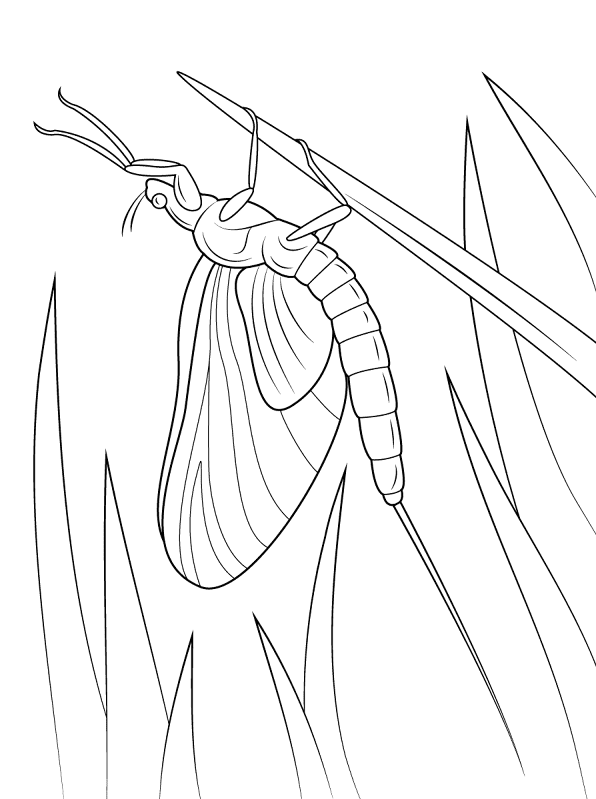 Desenho de Insetos para colorir e imprimir: número 39