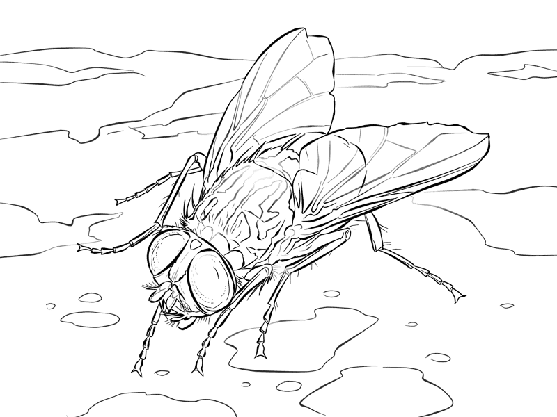 Desenho de Insetos para colorir e imprimir: número 41