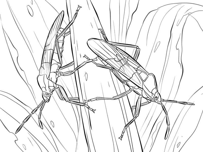 Desenho de Insetos para colorir e imprimir: número 45