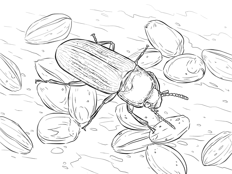 Desenho de Insetos para colorir