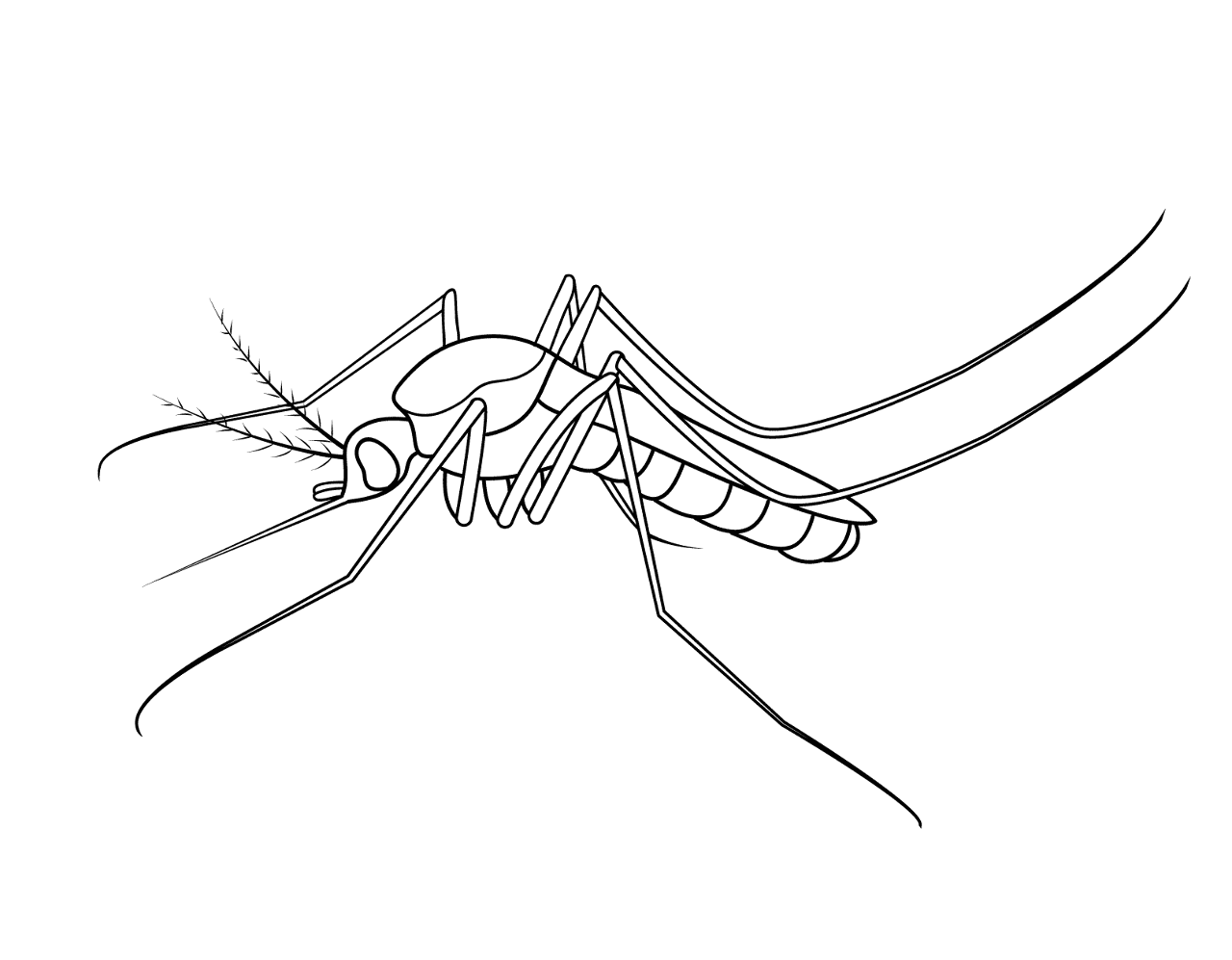 Desenho de Insetos para colorir