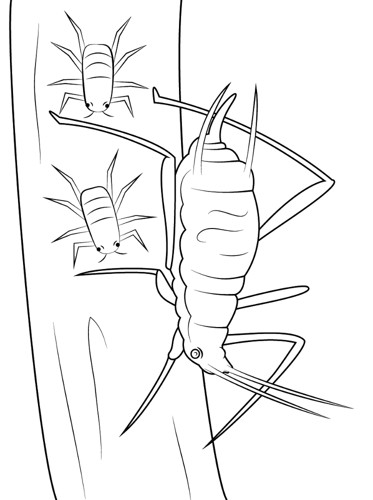 Desenho de Insetos para colorir