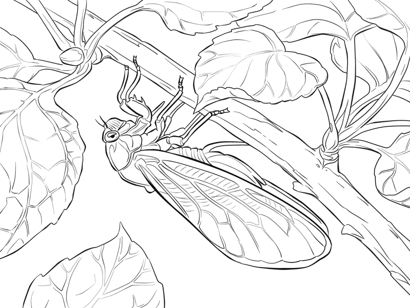 Desenho de Insetos para colorir