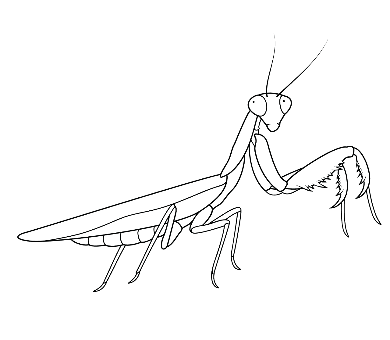 Desenho de Insetos para colorir