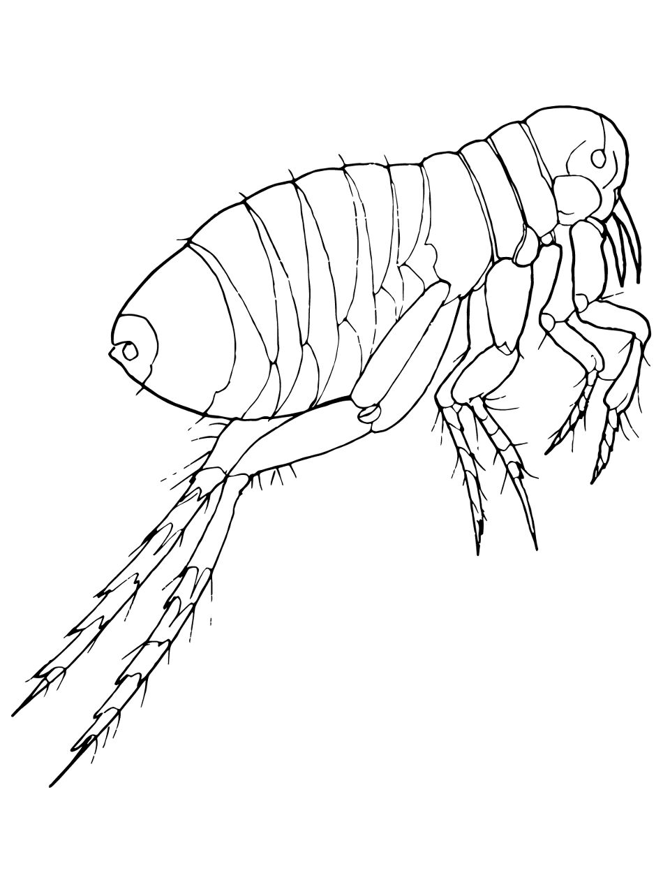 Desenho de Insetos para colorir