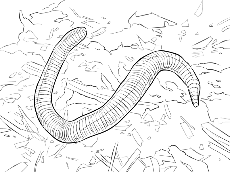 Desenho de Insetos para colorir