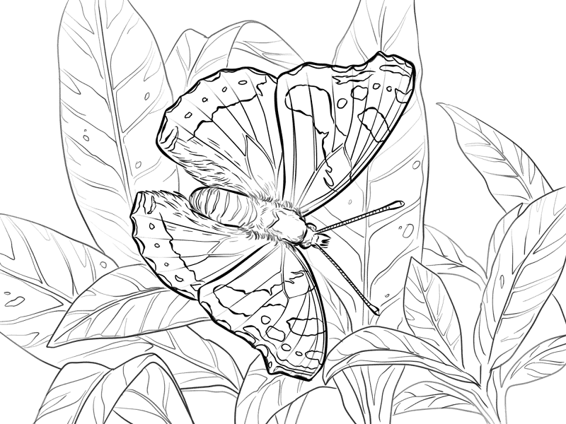 Desenho de Insetos para colorir