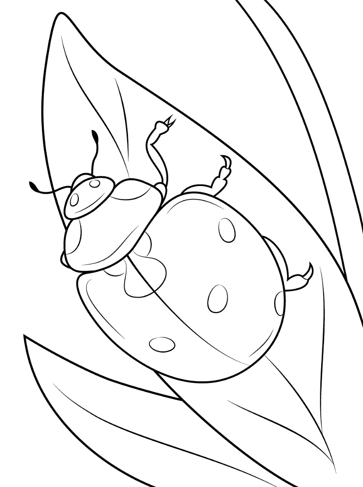 Desenho de Insetos para colorir