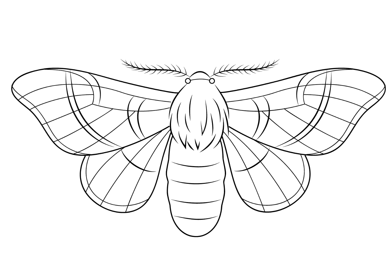 Desenho de Insetos para colorir