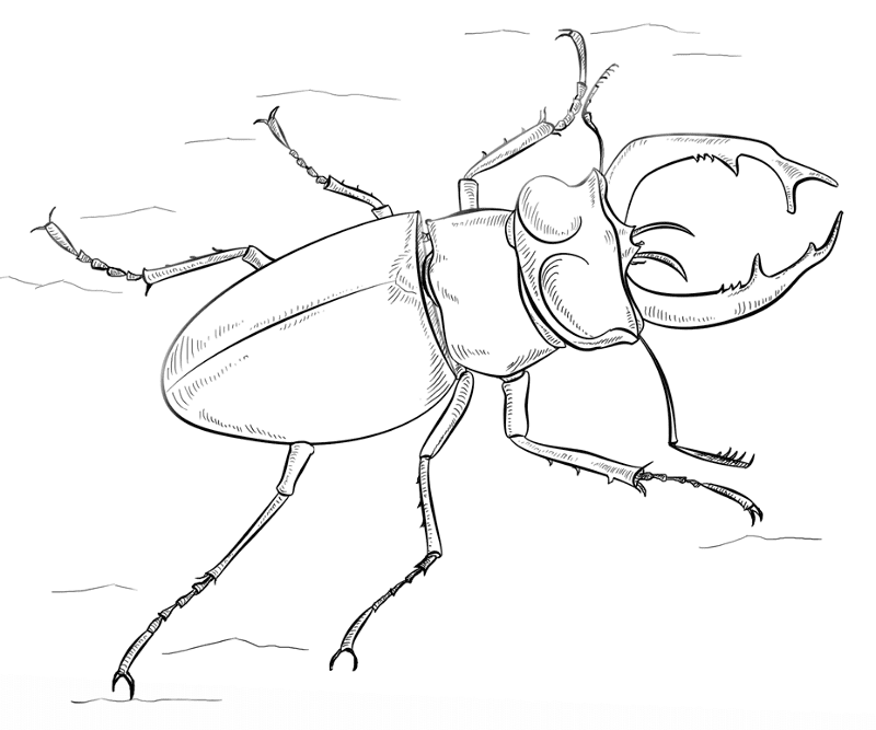 Desenho de Insetos para colorir
