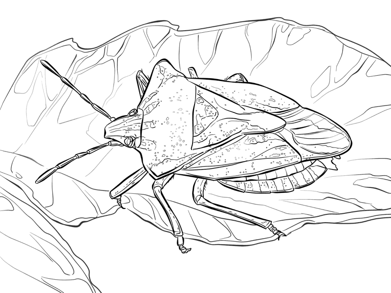 Desenho de Insetos para colorir