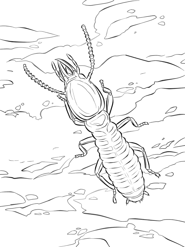 Desenho de Insetos para colorir