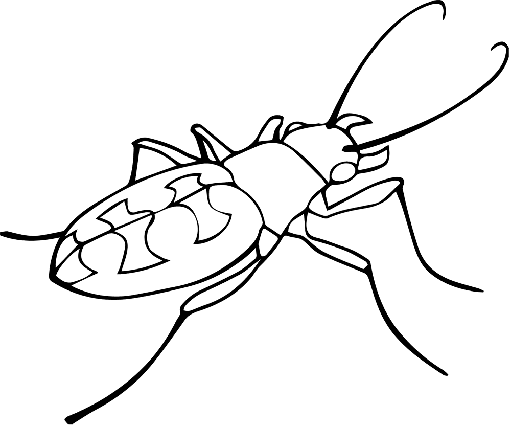 Desenho de Insetos para colorir