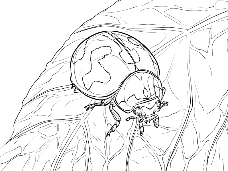 Desenho de Insetos para colorir