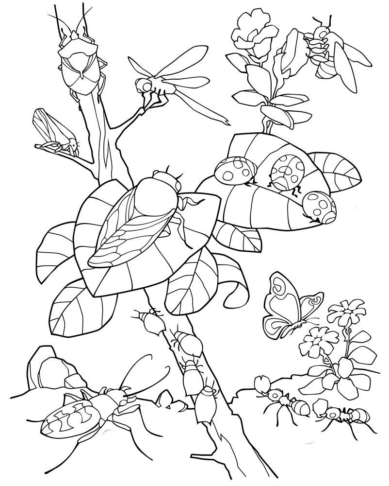 Desenho de Insetos para colorir