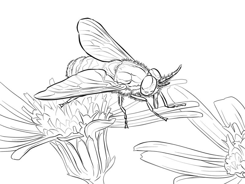 Desenho de Insetos para colorir