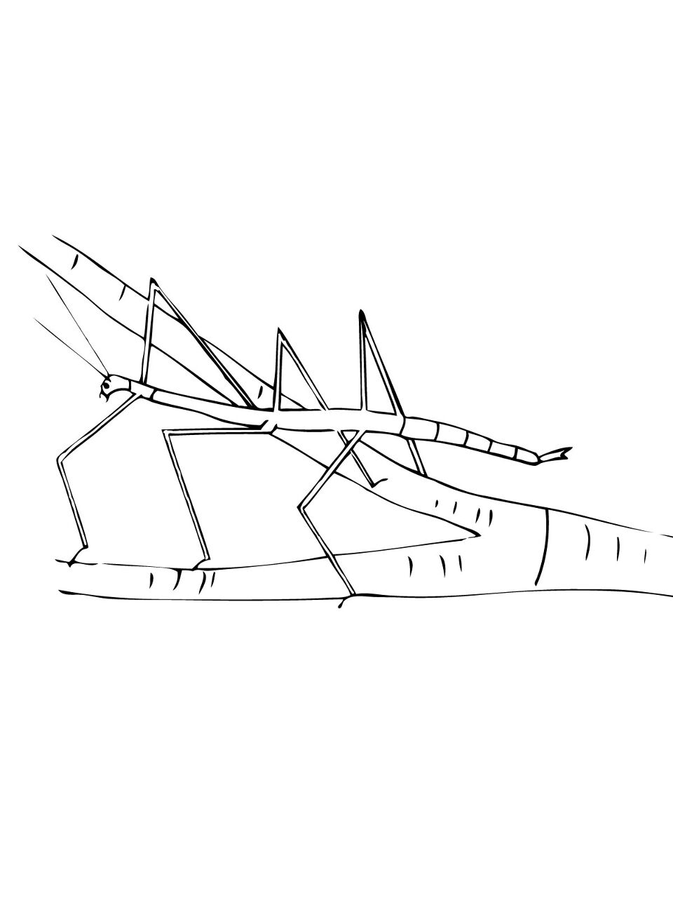 Desenho de Insetos para colorir