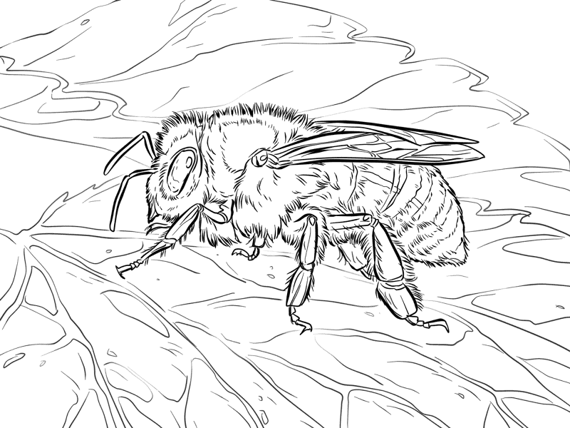 Desenho de Insetos para colorir