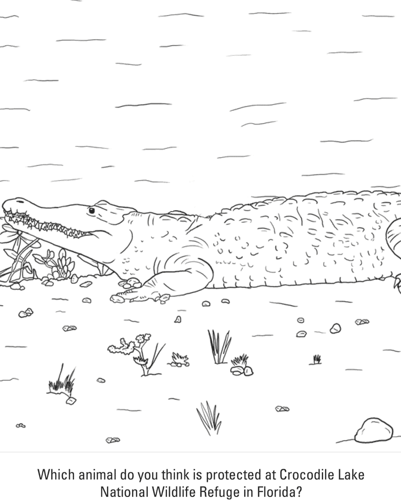 Desenho de Jacare para colorir e imprimir: número 1