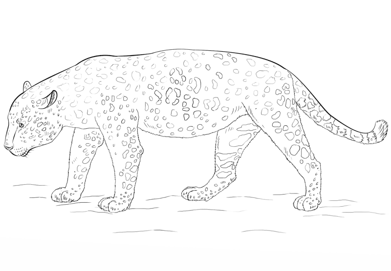 Desenho de Jaguar para colorir e imprimir: número 10