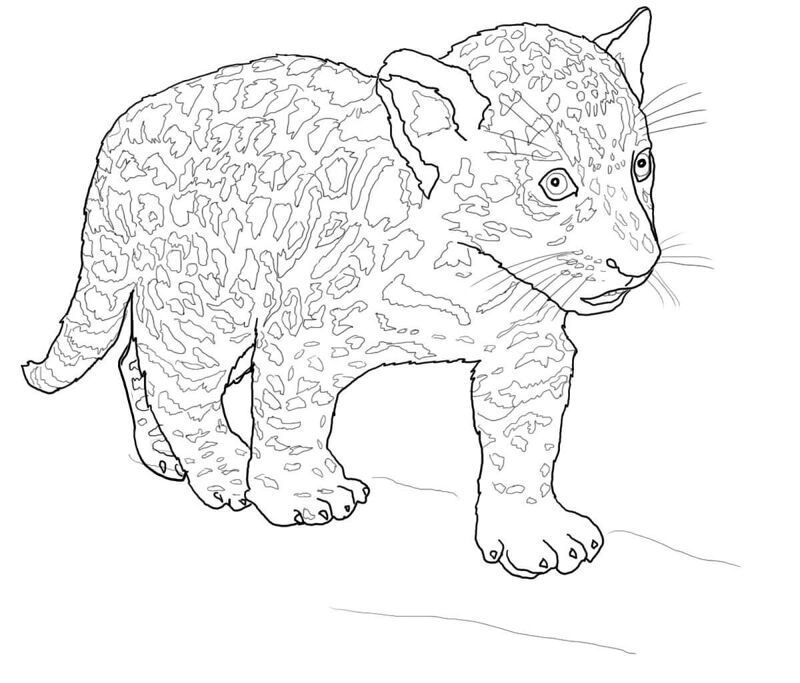 Desenho de Jaguar para colorir e imprimir: número 13