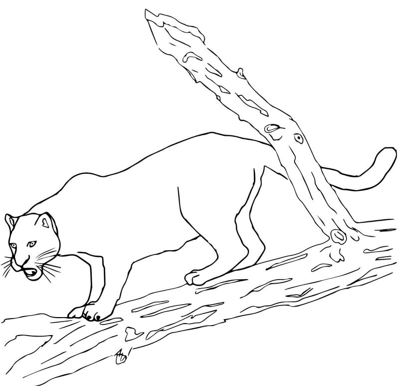 Desenho de Jaguar para colorir e imprimir: número 14