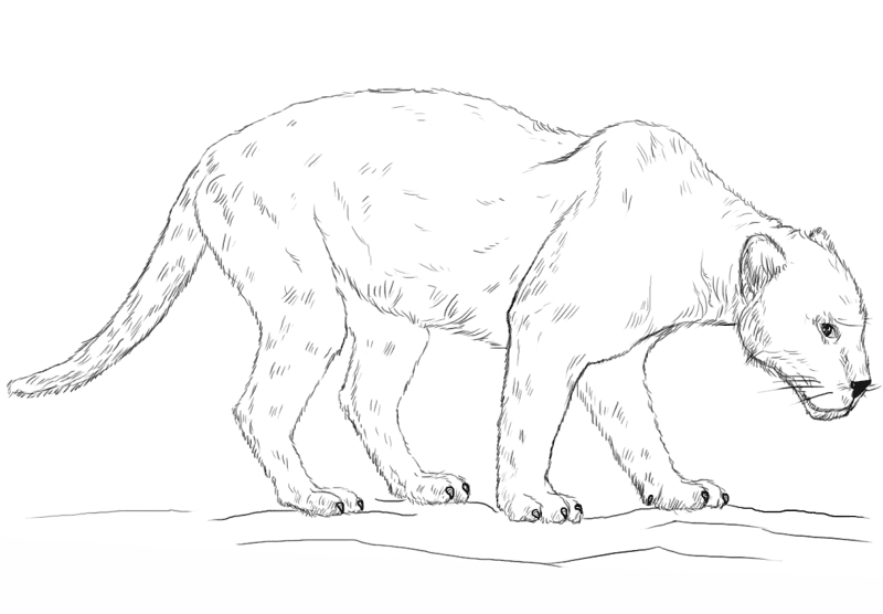 Desenho de Jaguar para colorir e imprimir: número 15