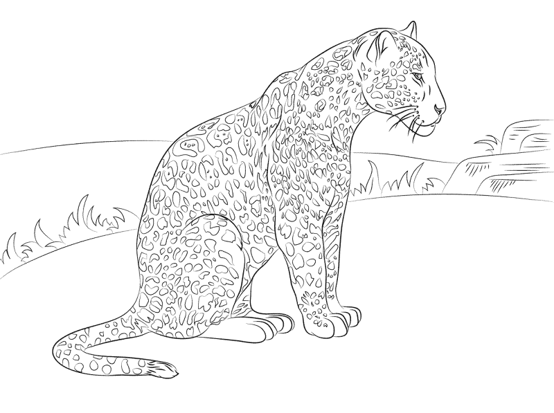 Desenho de Jaguar para colorir e imprimir: número 18