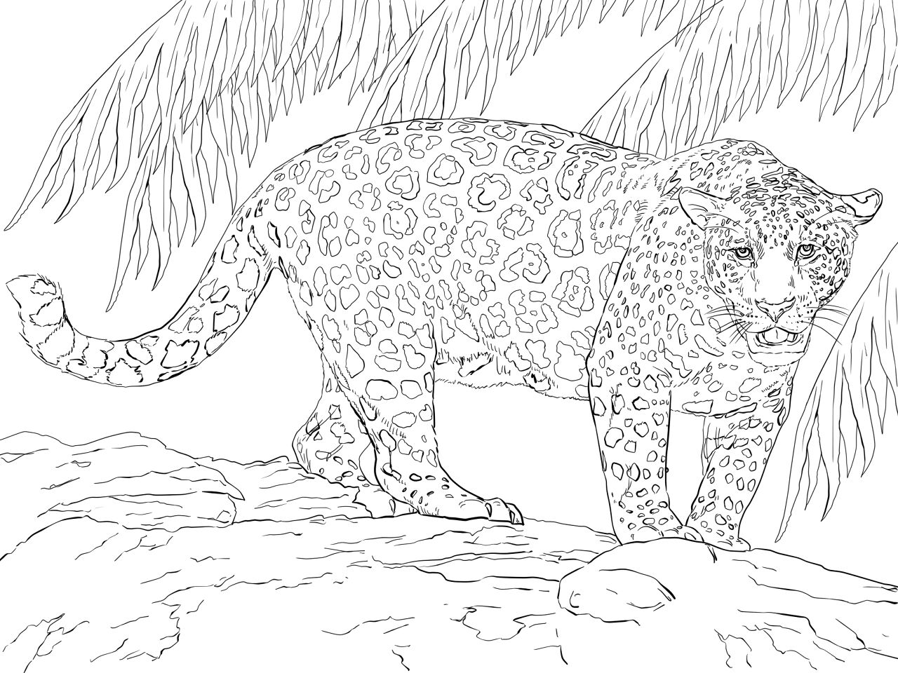 Desenho de Jaguar para colorir e imprimir: número 22
