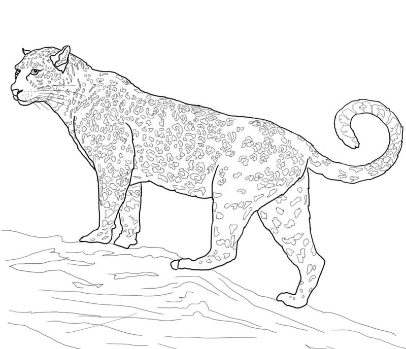 Desenho de Jaguar para colorir e imprimir: número 24