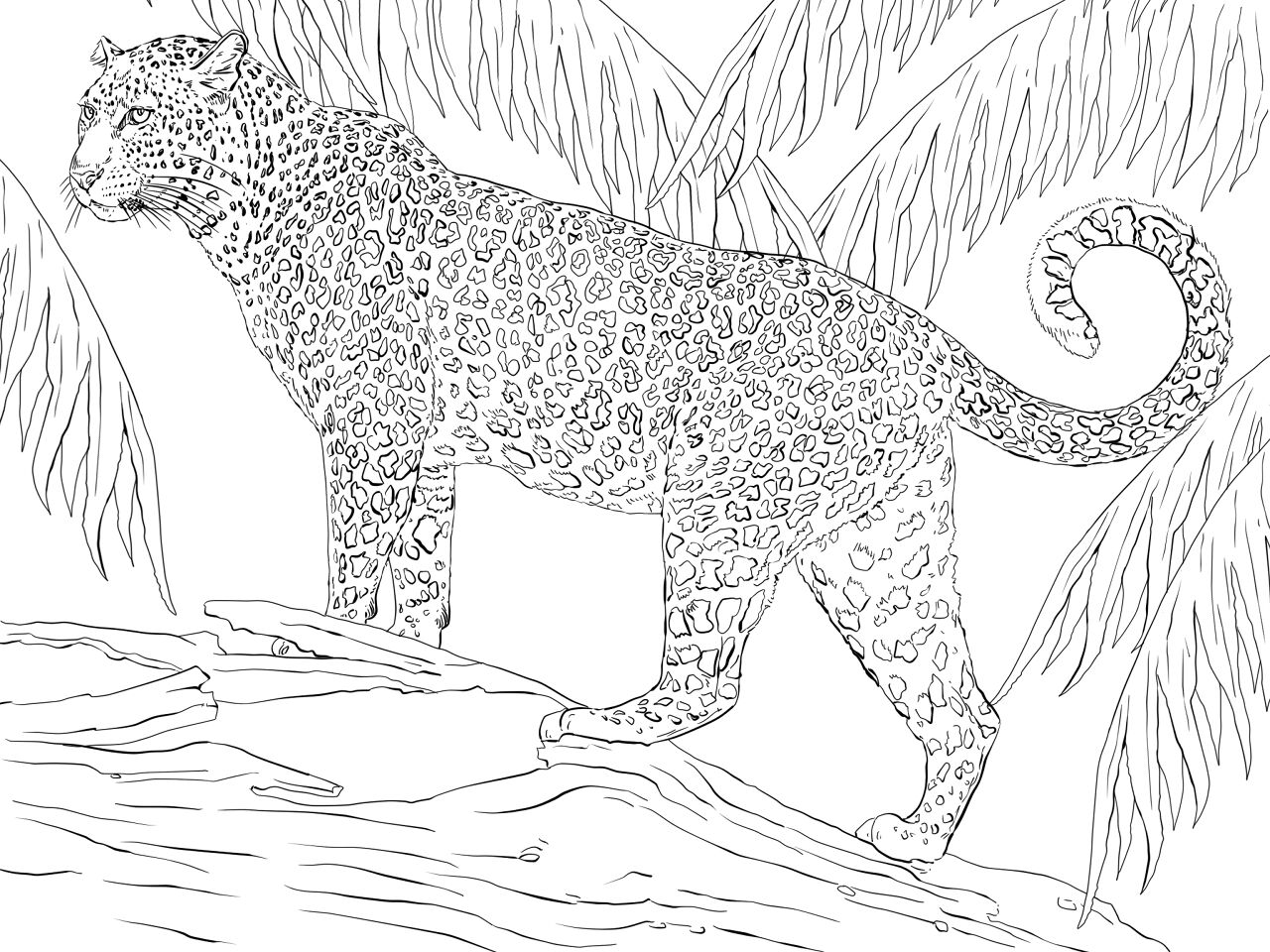 Desenho de Jaguar para colorir e imprimir: número 27