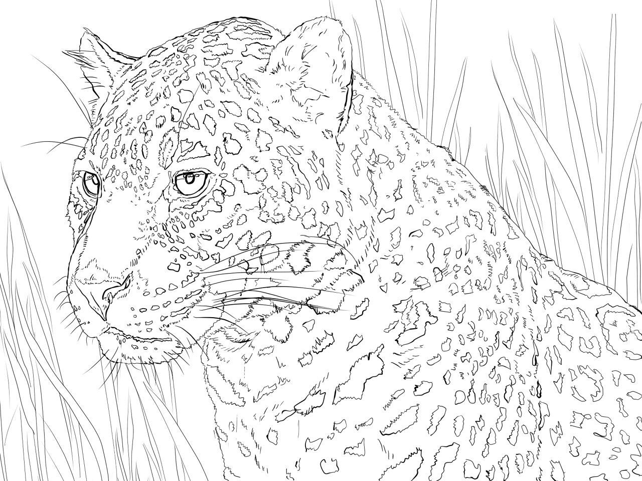 Desenho de Jaguar para colorir e imprimir: número 31