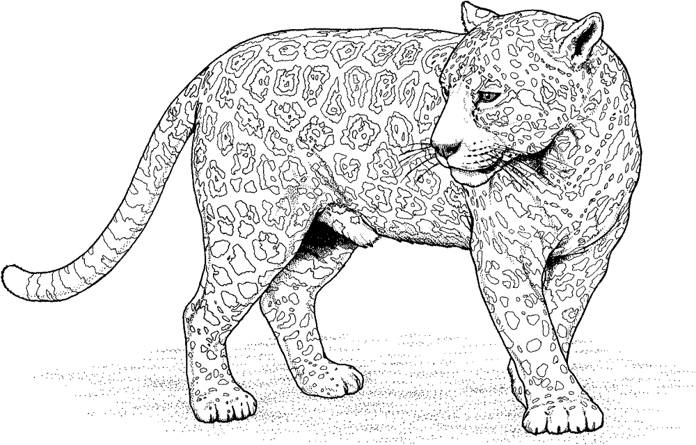 Desenho de Jaguar para colorir e imprimir: número 33
