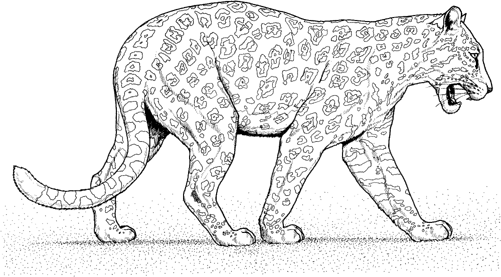 Desenho de Jaguar para colorir e imprimir: número 34