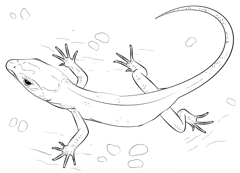 Desenho de Lagartos para colorir e imprimir: número 10
