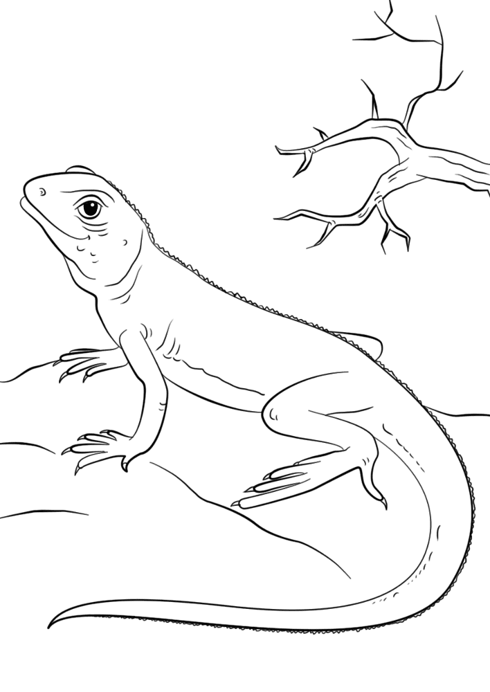 Desenho de Lagartos para colorir e imprimir: número 11