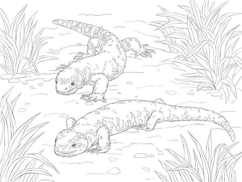 Desenho de Lagartos para colorir e imprimir: número 15