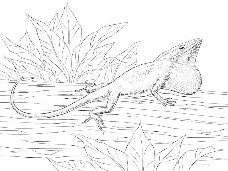 Desenho de Lagartos para colorir e imprimir: número 18