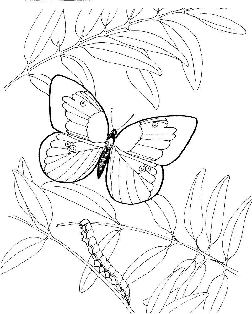 Desenho de Lagartos para colorir e imprimir: número 19