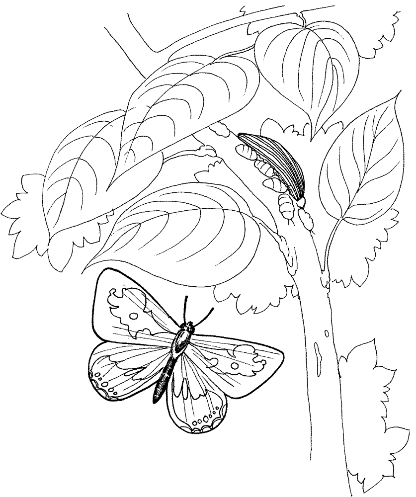 Desenho de Lagartos para colorir e imprimir: número 20