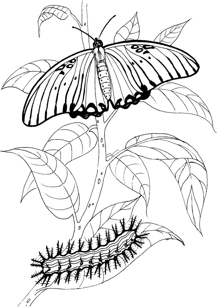 Desenho de Lagartos para colorir e imprimir: número 21
