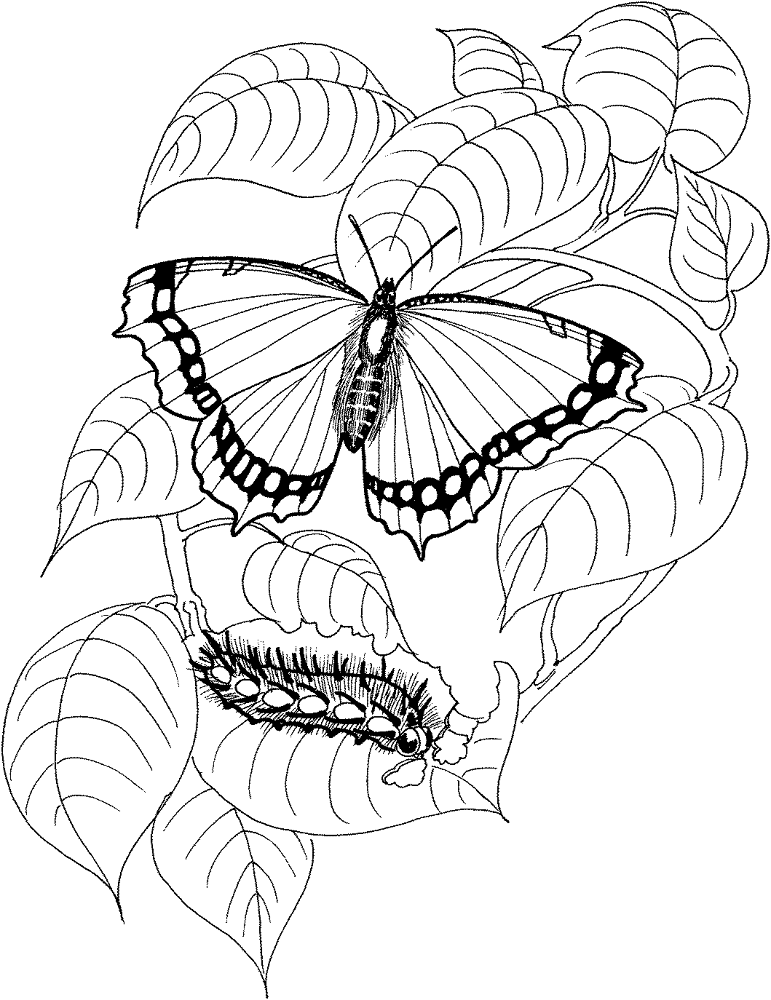 Desenho de Lagartos para colorir e imprimir: número 22