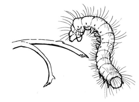 Desenho de Lagartos para colorir e imprimir: número 23
